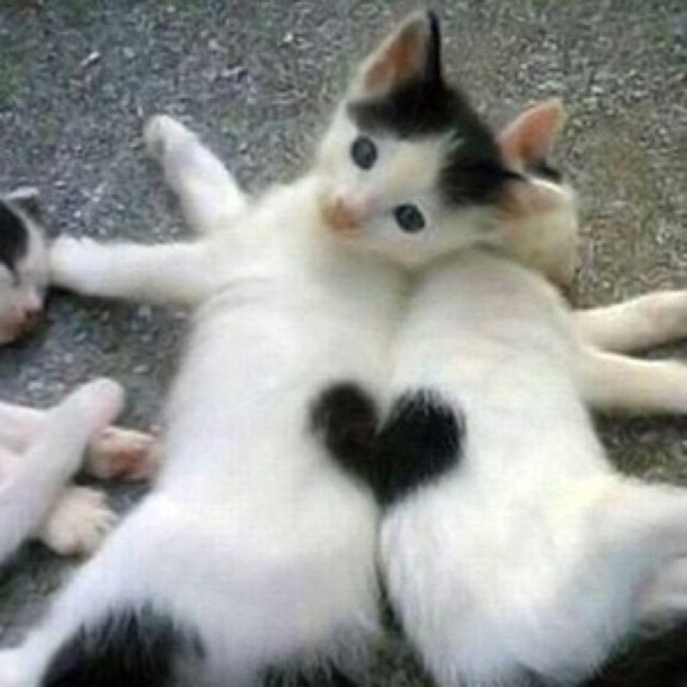 Meet your Posher, Yvette